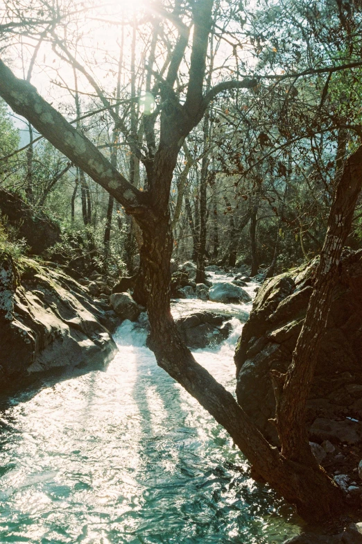 a stream near a large tree with sun shining