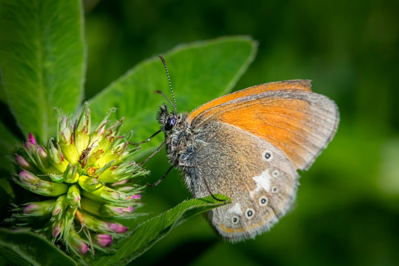 an orange and black erfly on a flower