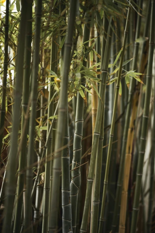 tall bamboo trees in the sunlight behind them