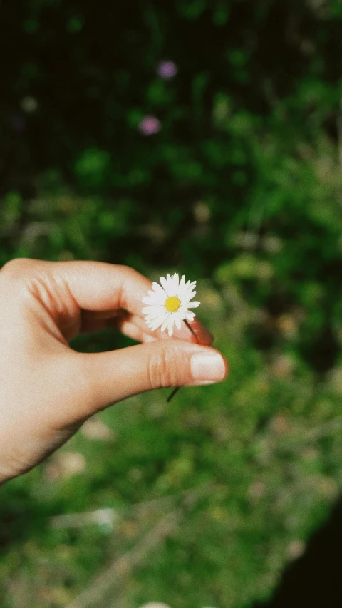 a person holds up a tiny white flower