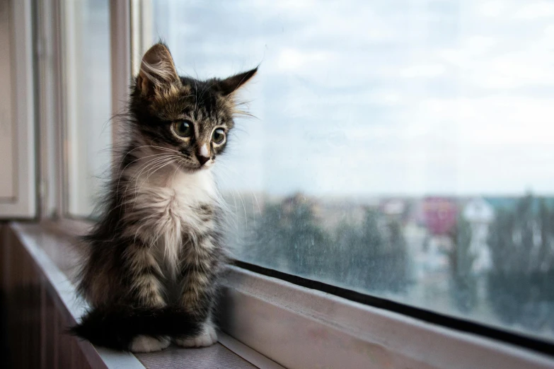 the small kitten is looking out the window