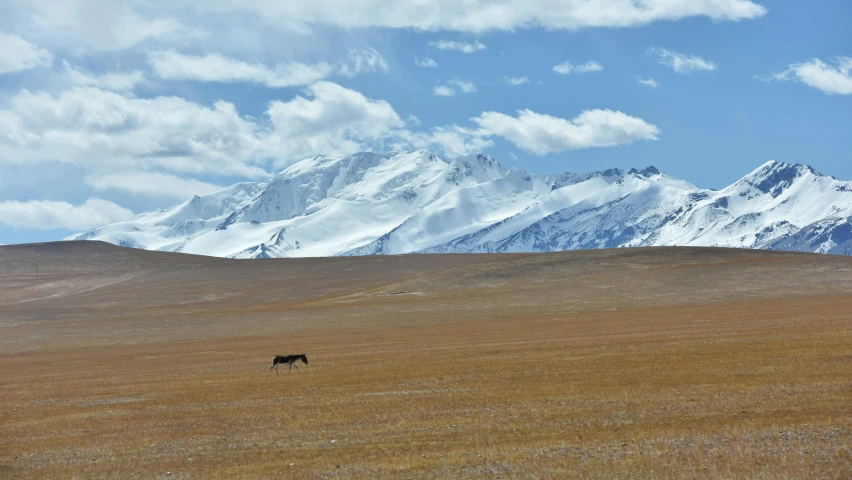 a lone horse grazes on a mountain range