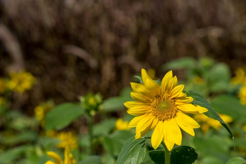 a close up of some flowers and grass