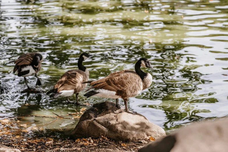 geese are standing on top of a rock