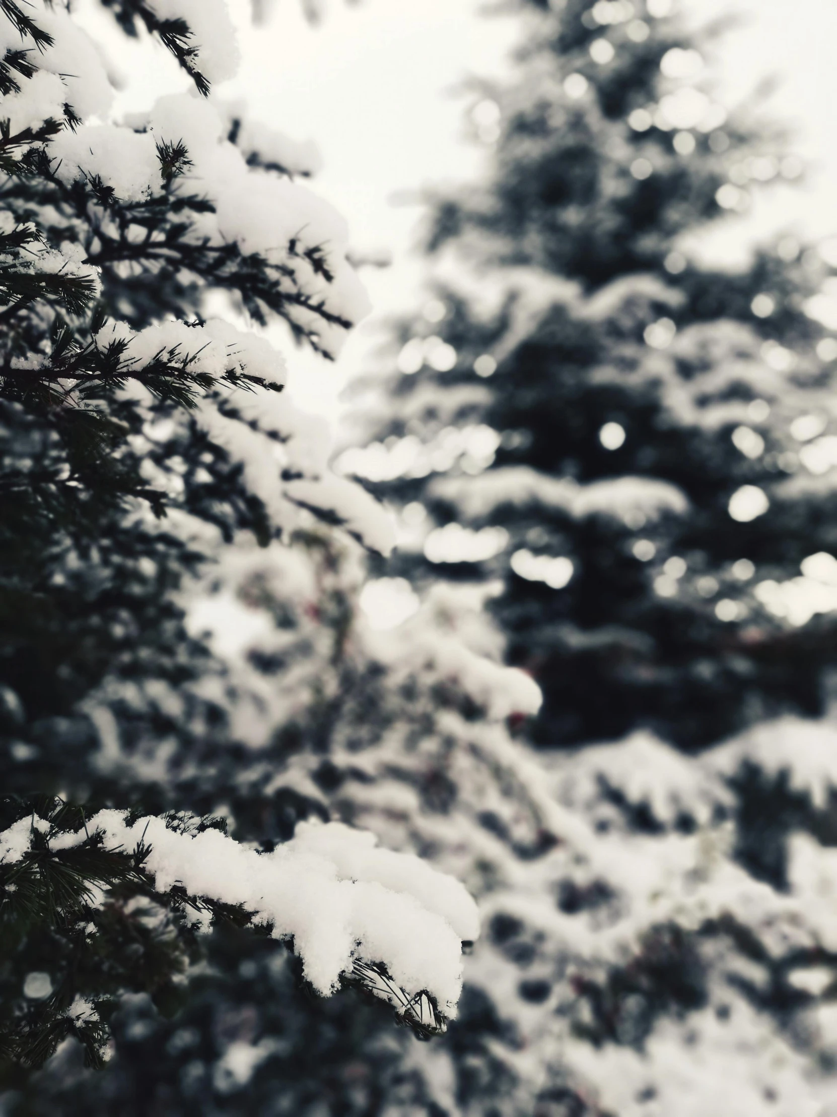 a snow covered pine tree with some snow on it