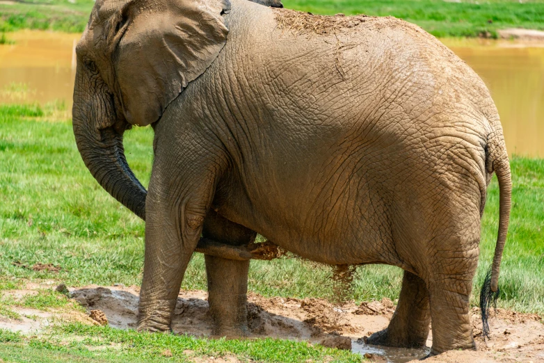 an elephant has it's trunk on the ground