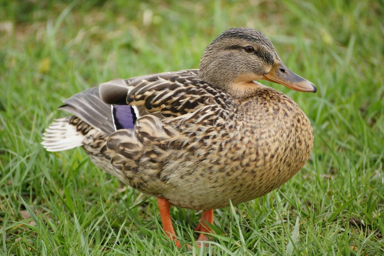 the duck is standing in the grass near some green