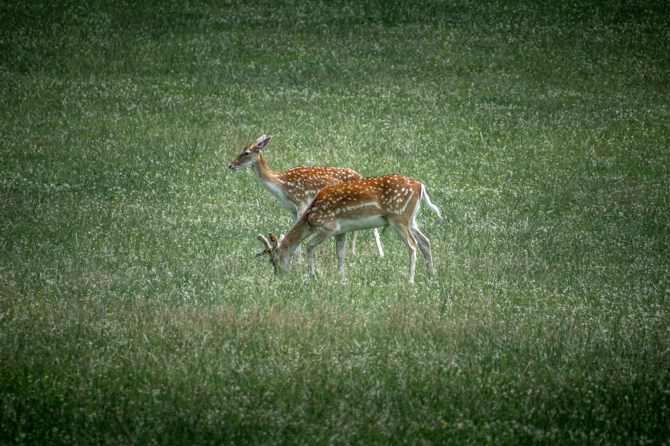 the young deer is walking through the grass