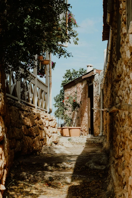 the back alley has plants hanging over it