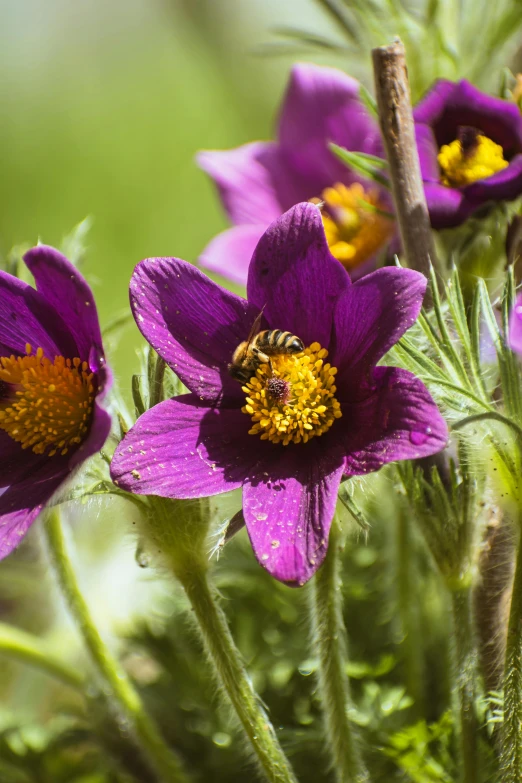 a bee on a purple flower that has very bright yellow stamen