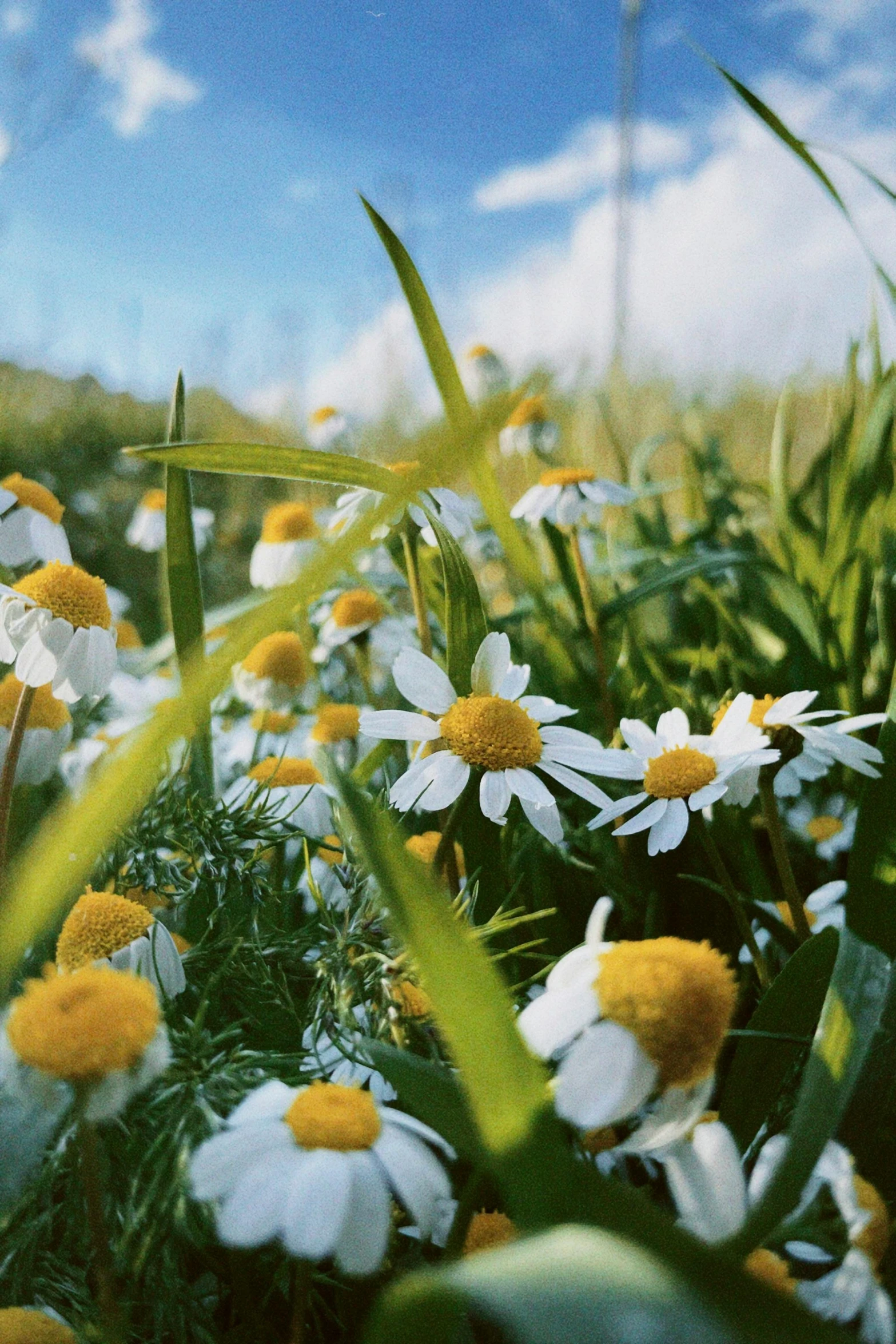 many white and yellow flowers in the grass