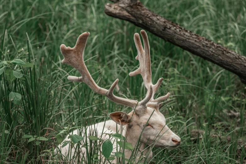 a large deer lays in the grass next to a fallen tree