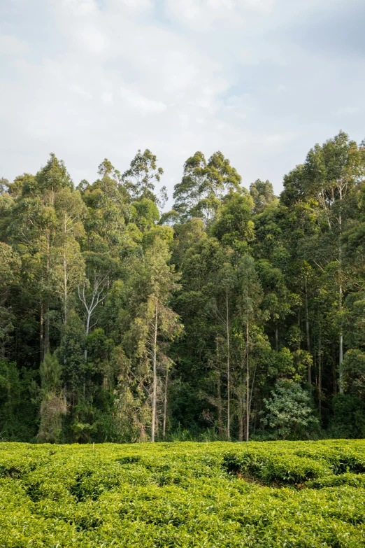 the trees are tall and the tea plant is on the ground