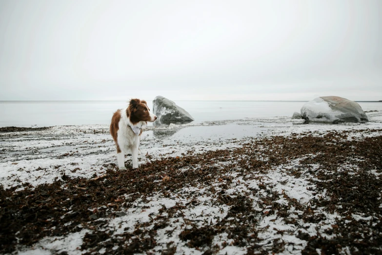 a brown and white dog on beach near large rocks