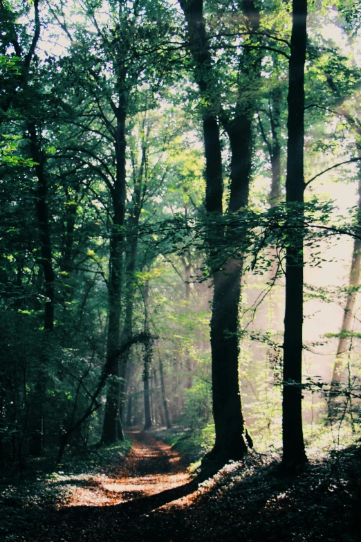 a sunlit path through a lush forest in the sunlight