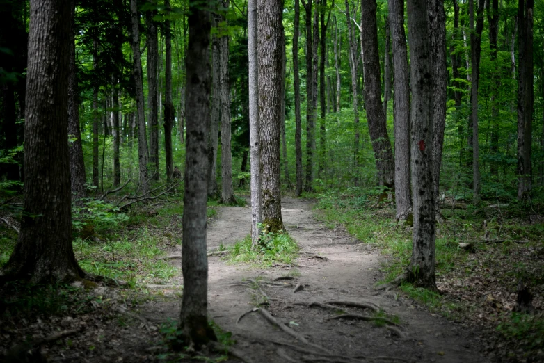 dirt trail surrounded by trees leading to grass