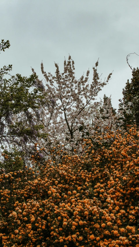 the top of a tree with lots of orange flowers