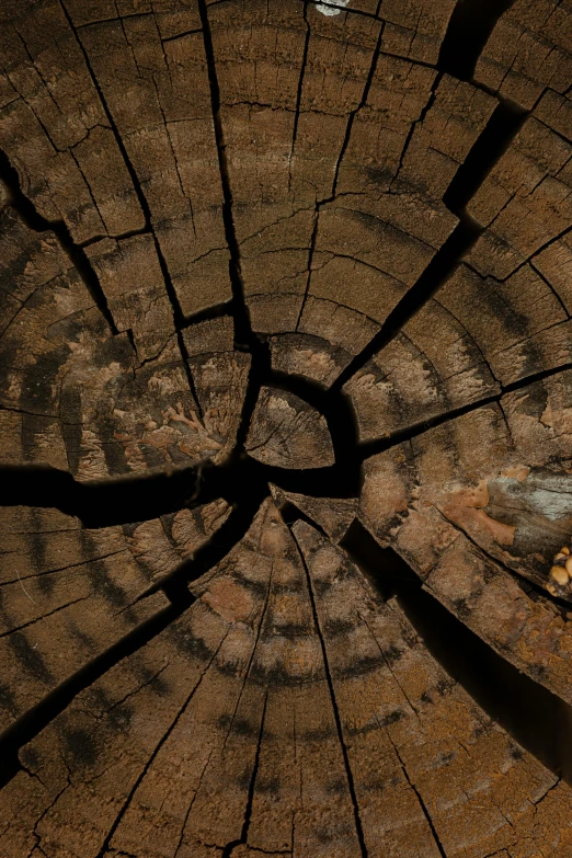 a tree trunk with shadows from trees leaves