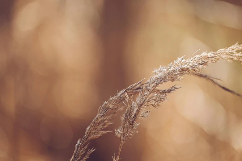 there is a dried plant with no leaves