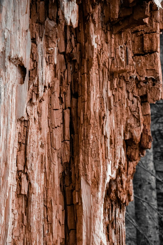 black and white image of a large, old tree trunk with little s