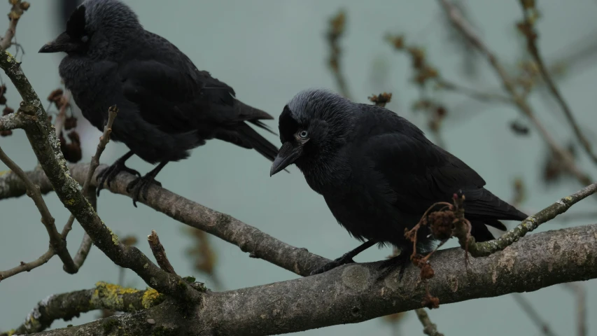 two black crows on a tree nch looking at the camera