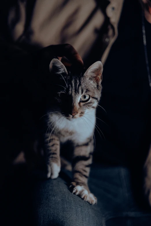 a small cat is standing on the arm of a person