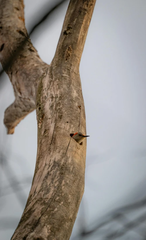 there is a insect that is sitting on a tree