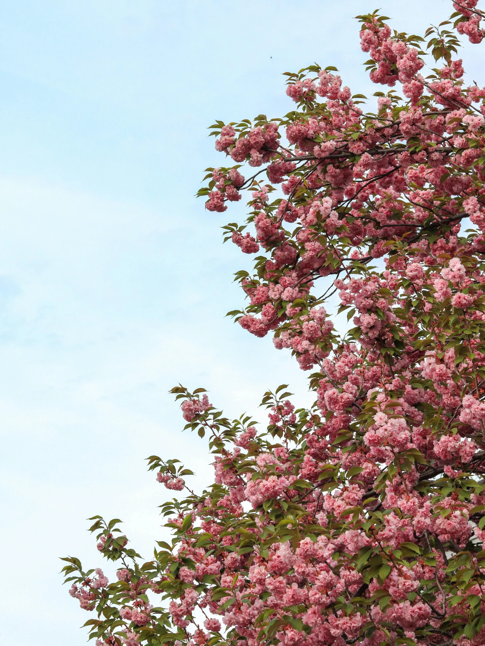 tree with a large flowering bush with birds sitting in it