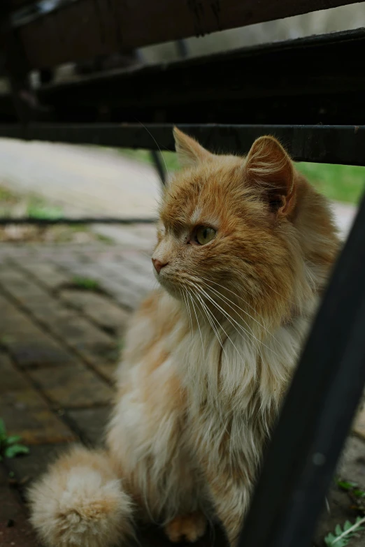 a fluffy cat looking at the ground underneath the table