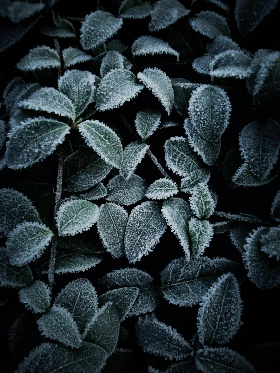 a bunch of frosty leaves are sitting together