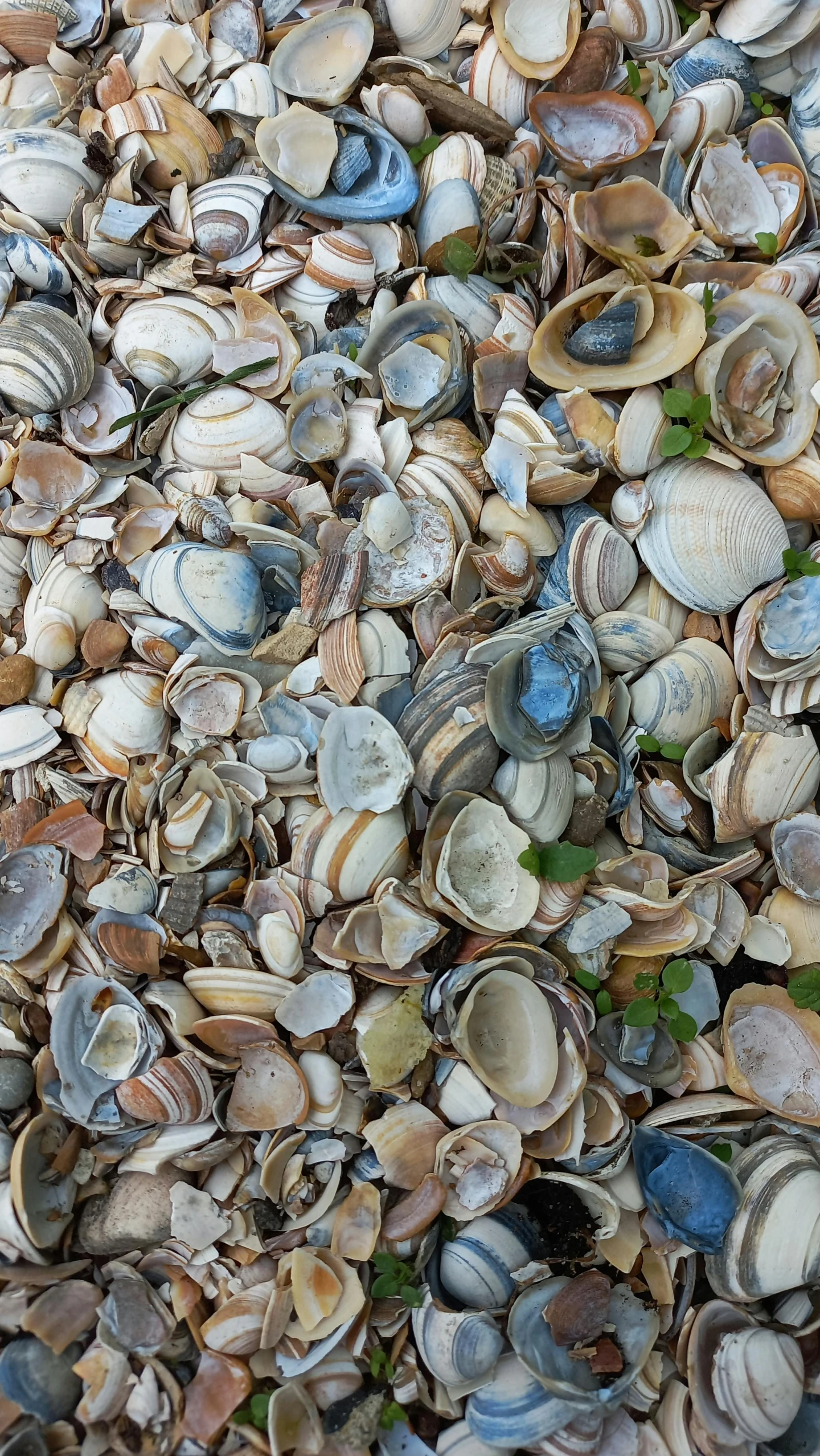 several small shells in the sand