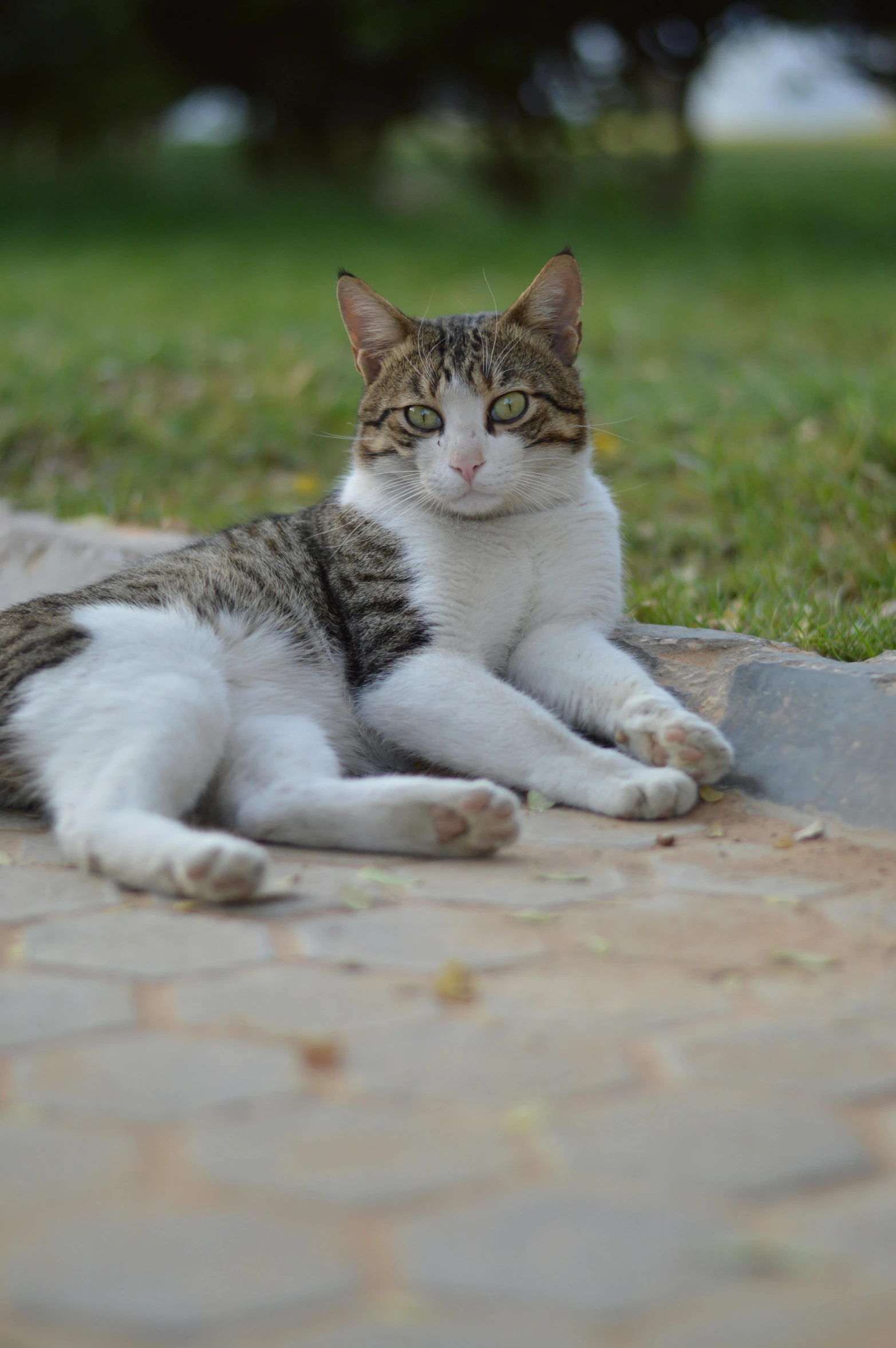 a grey and white cat laying on a patio