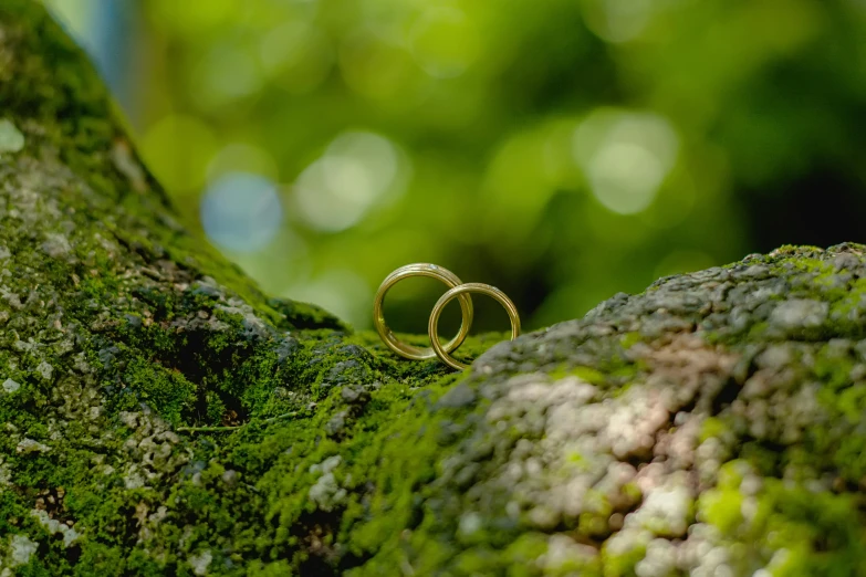 two wedding rings lie on a moss covered tree