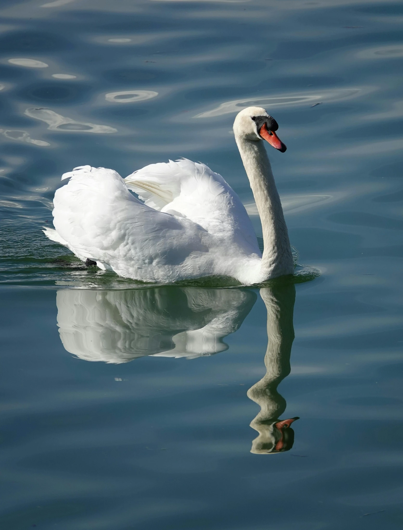 a swan is floating on the water alone