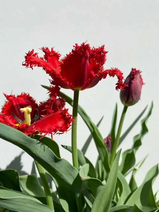 a close up of two red flowers growing in a vase