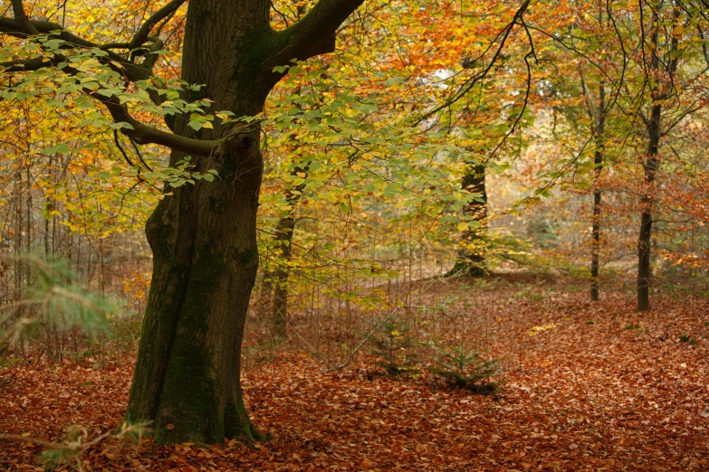 a park with trees and leaves on the ground