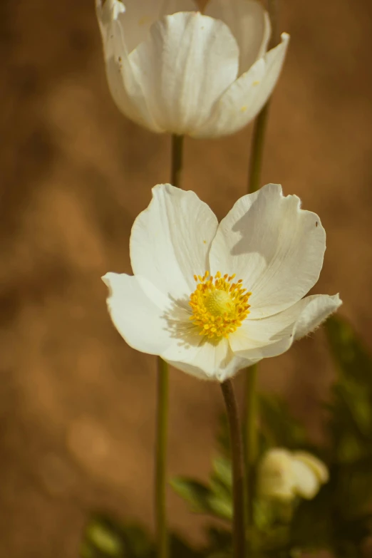 the two flowers are blooming next to each other