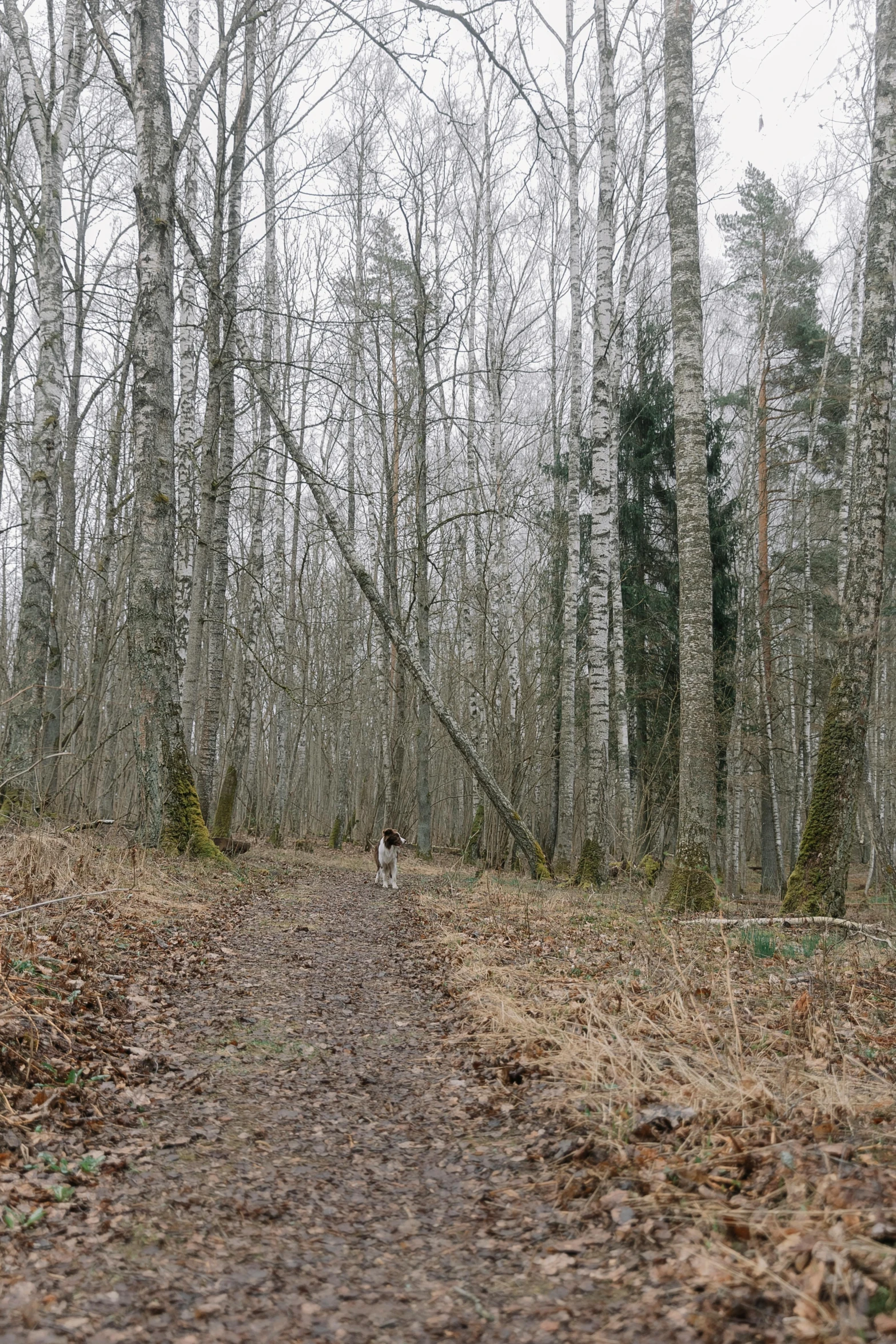 an old dirt path in the middle of some woods