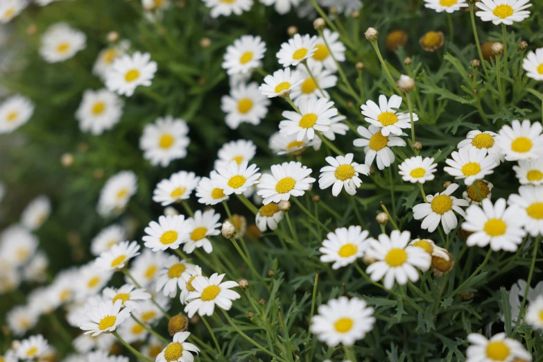 some very pretty white flowers by the bushes