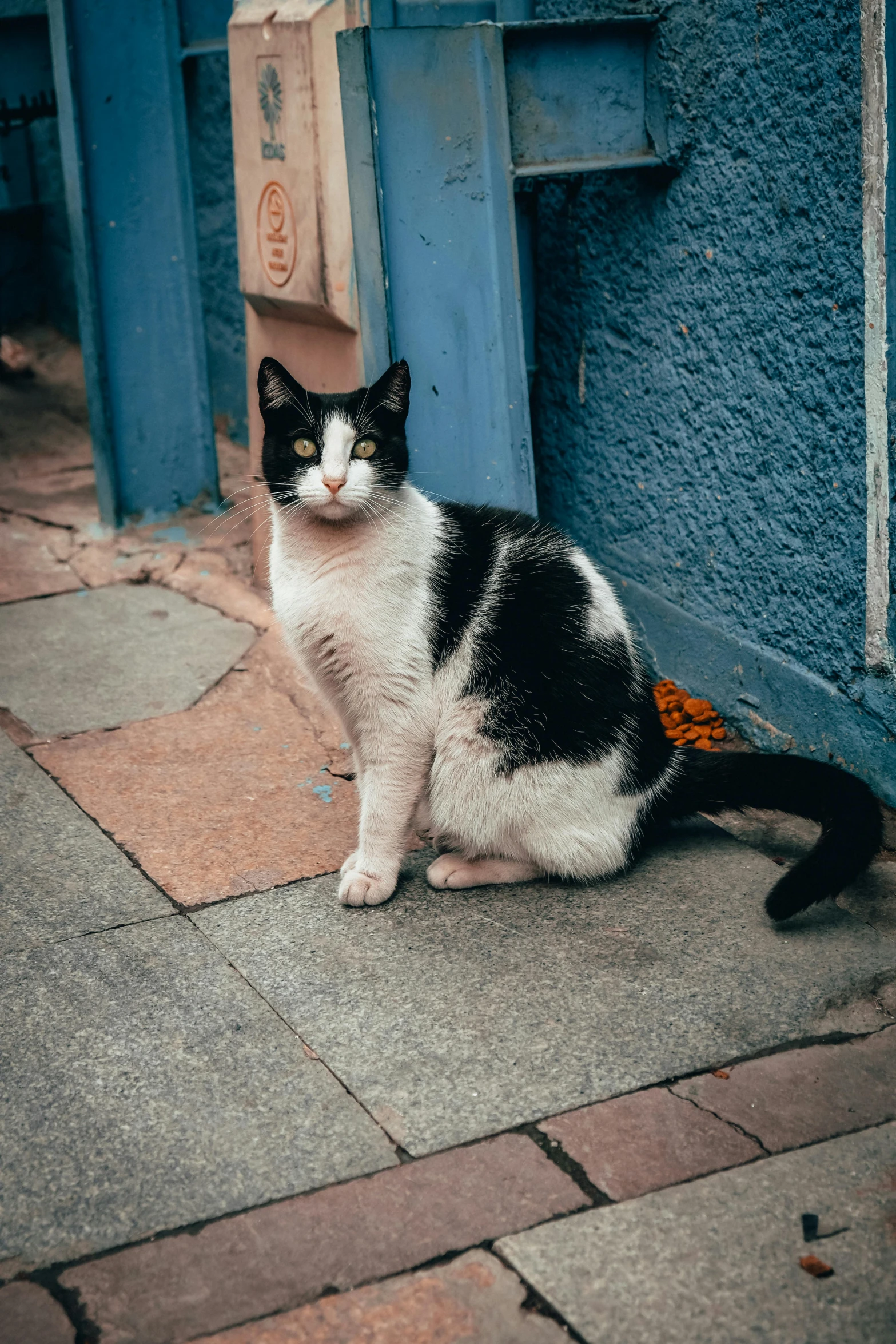 a black and white cat sits on a sidewalk in front of blue doors
