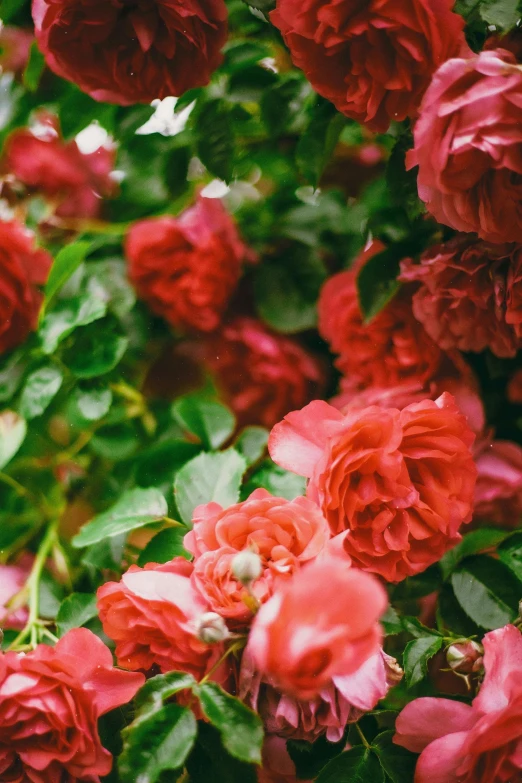 many red flowers of some sort on a bush