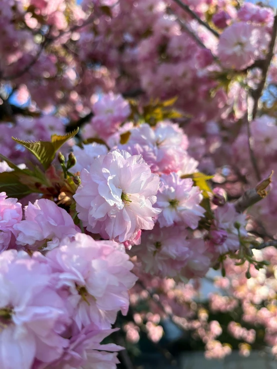 pink flowers blooming in a tree nch