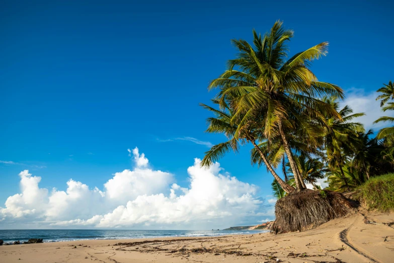 the tall palm tree is leaning over on the beach