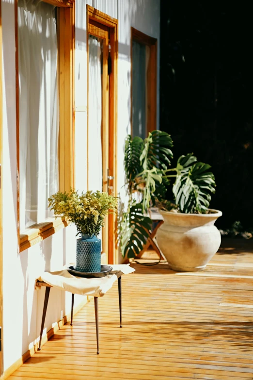 potted plant on table outside of window in sunlight