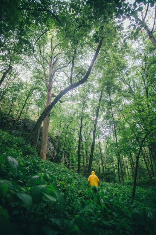 a person is in the woods with green plants