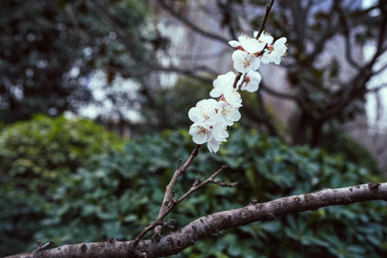 a close up of a flower on a tree nch