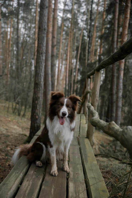 a dog standing on a wood covered bridge