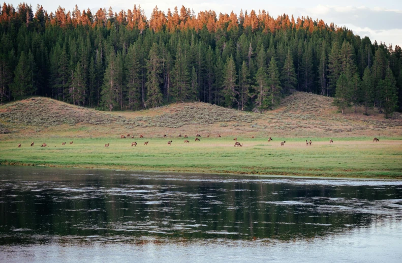 animals standing by the water in a field