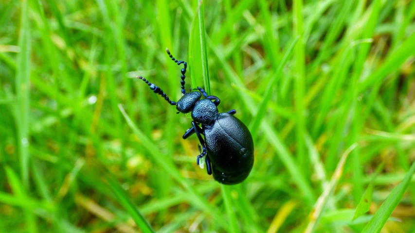 two little bugs sitting on top of a green plant