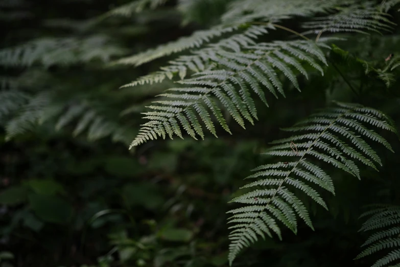 this is a green leaf that is in some forest